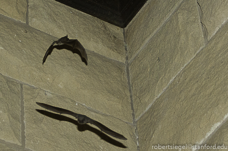 Bats in Stanford Quad